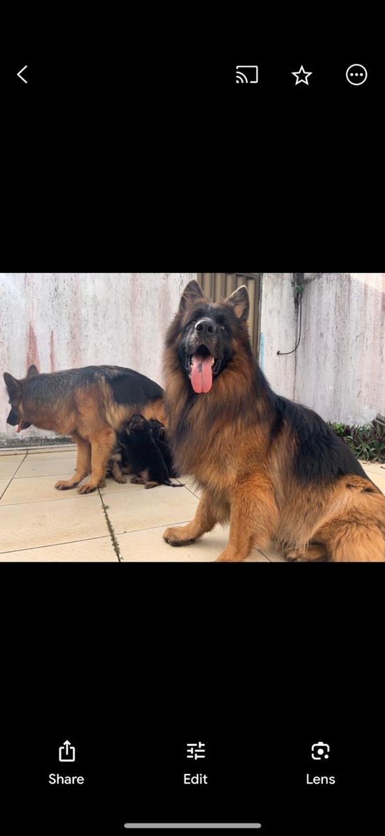 Pvchip1's tweet photo. @jameswebb_nasa Os pedigree's dos Pastores Alemães são divididos em três categorias, Branco, Azul e Rosa.
O Branco é o resultado do acasalamento de dois cães sem Seleção.
O Azul é o resultado do acasalamento de um dos Pais Selecionados, Tanto Pai quanto Mãe.
O Rosa é acasalamento 2 selecionado https://t.co/7woxTfji7E
