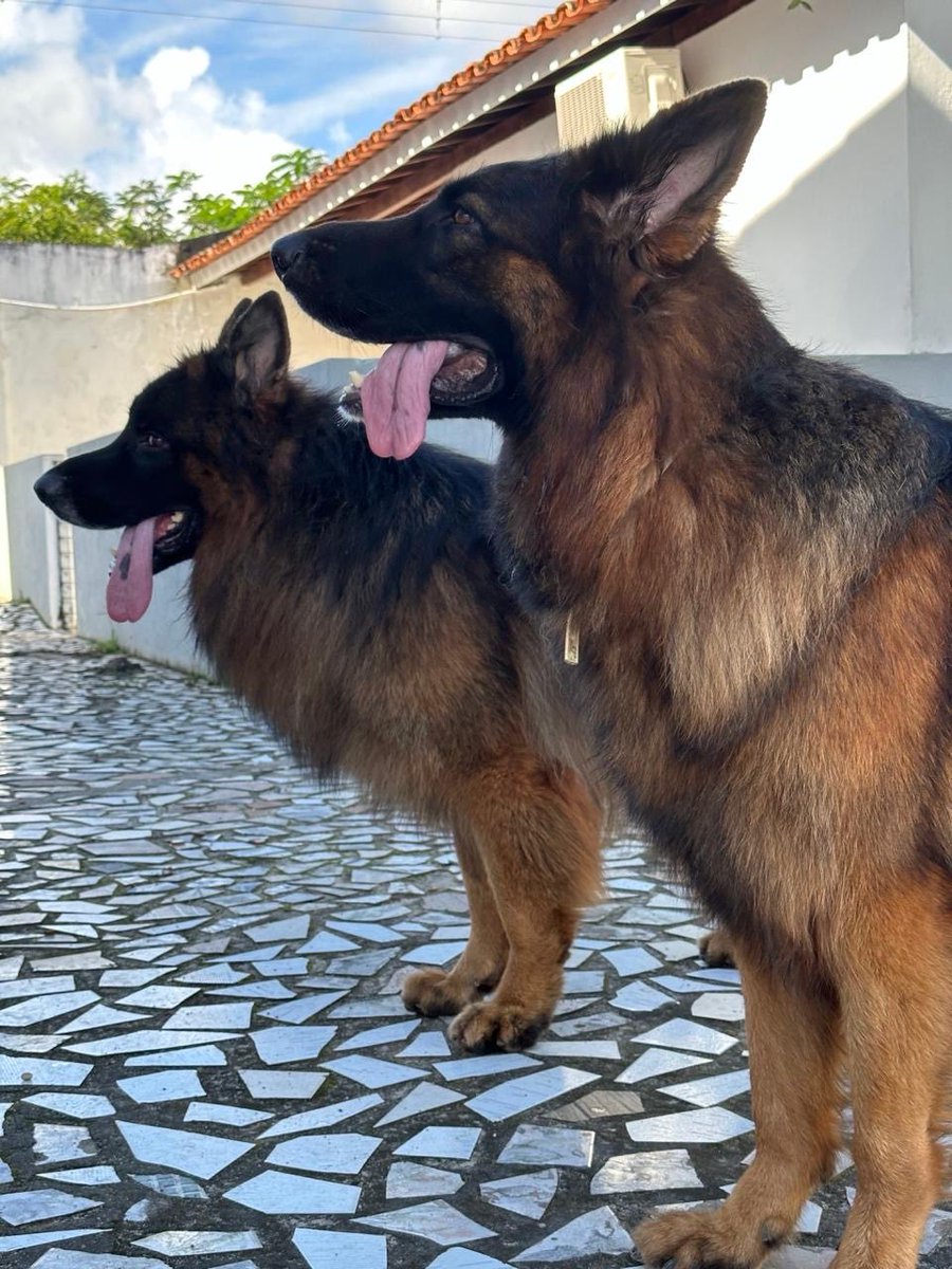 Pvchip1's tweet photo. @jameswebb_nasa Os pedigree's dos Pastores Alemães são divididos em três categorias, Branco, Azul e Rosa.
O Branco é o resultado do acasalamento de dois cães sem Seleção.
O Azul é o resultado do acasalamento de um dos Pais Selecionados, Tanto Pai quanto Mãe.
O Rosa é acasalamento 2 selecionado https://t.co/7woxTfji7E