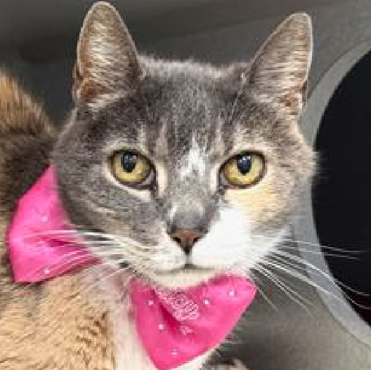 🆘🆘 DEE DEE (ID 251158), 12 YO,  FEMALE–  IN MANHATTAN ACC - came into the shelter as an  agency on 4/3/2026.    🆘🆘 😿 😿 😿 😿

➡️TBD 4/11/26

➡️ SENIOR ALERT

➡️ MEDICAL PRIORITY – NEEDS MORE CARE AND ATTENTION THAN THE SHELTER CAN PROVIDE

➡️ TOO LOW ON PLEDGES TO STIMULATE