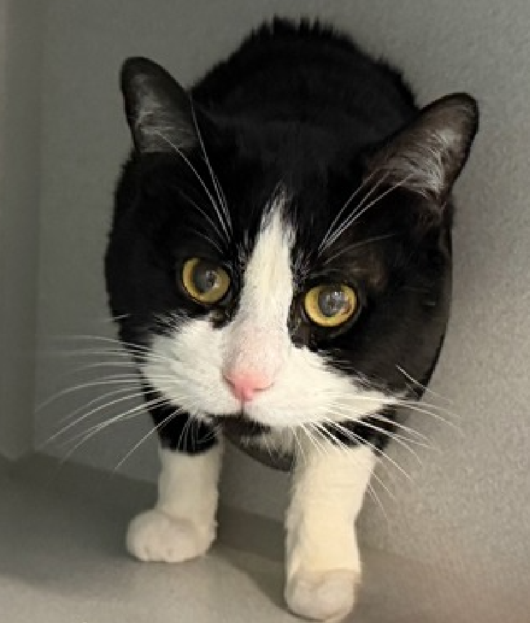 🆘🆘 MELBIN (ID 249191), 2 YO, MALE –  IN MANHATTAN ACC - came into the shelter as an agency on 3/8/2026.   🆘🆘 😿 😿 😿 😿

➡️TBD 4/11/26

➡️ NEW HOPE PARTNER RESCUE ONLY

➡️ TOO LOW ON PLEDGES TO STIMULATE RESCUE INTEREST

➡️🆘🆘 4TH  Chance on Emergency Placement List –