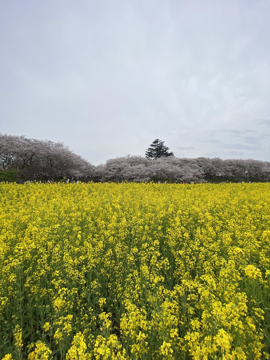 brz_mk's tweet photo. お休みを取って 春を感じてきました🌸 https://t.co/1owKYx7AQx