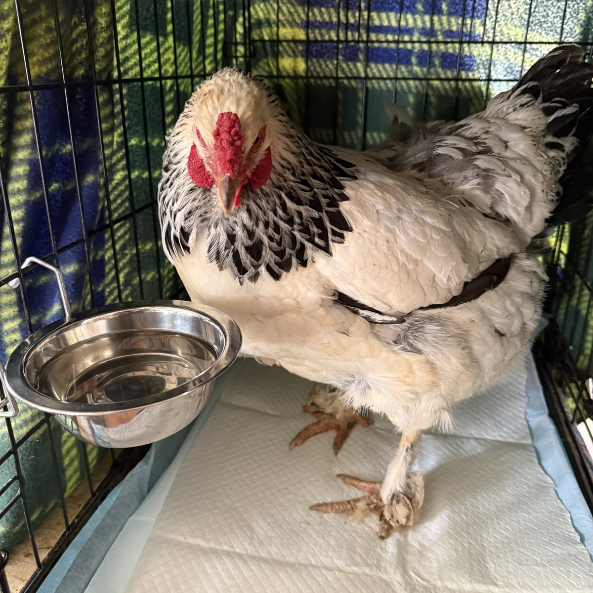 Buck Hills Farm tweet media