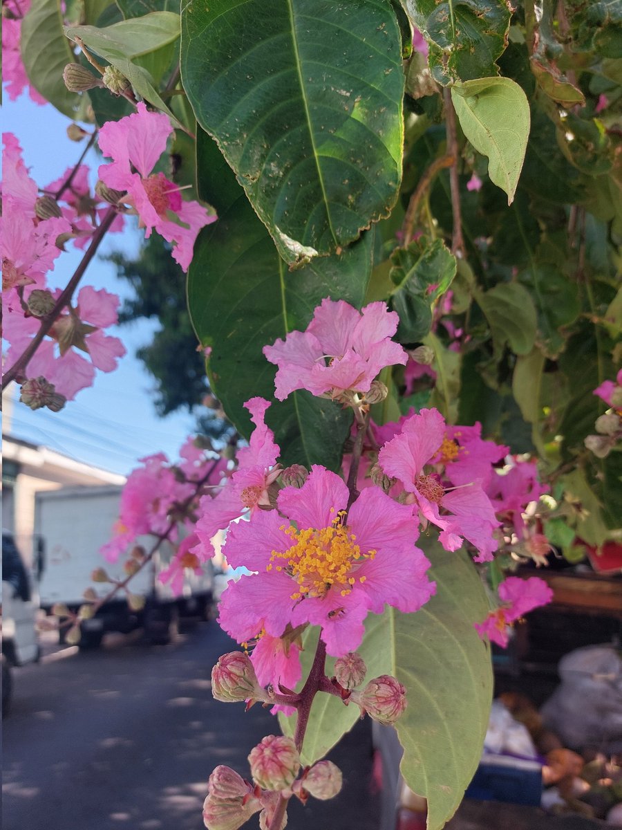 Yolanda Saldívar🇸🇻 tweet media