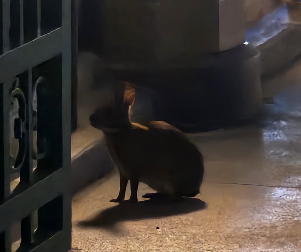 WheezyFMcgee's tweet photo. @magiccitymayhem Is this a common occurrence? We saw him or her outside MoM portal in Feb and were a little shocked by it. https://t.co/0djgNdb8RO