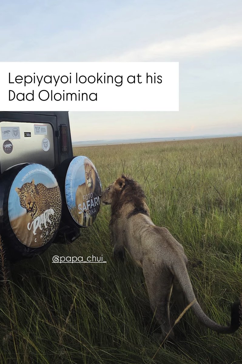LION LOVERS tweet media