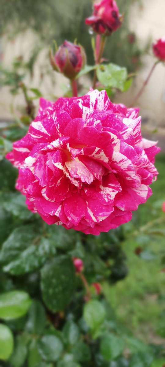 amin_usufzai's tweet image. Flower media 🌹 🌺 
د سکول ګلابونه
#spring #flower #peace