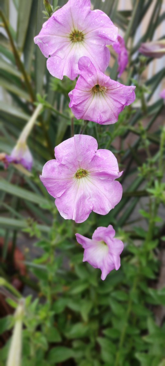 amin_usufzai's tweet image. Flower media 🌹 🌺 
د سکول ګلابونه
#spring #flower #peace