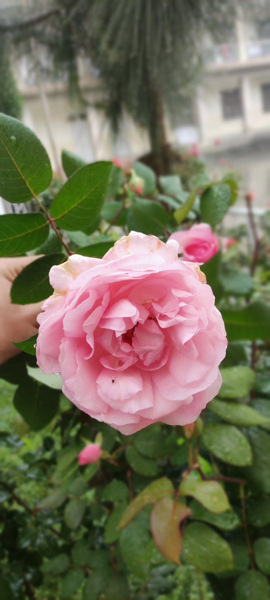 amin_usufzai's tweet image. Flower media 🌹 🌺 
د سکول ګلابونه
#spring #flower #peace