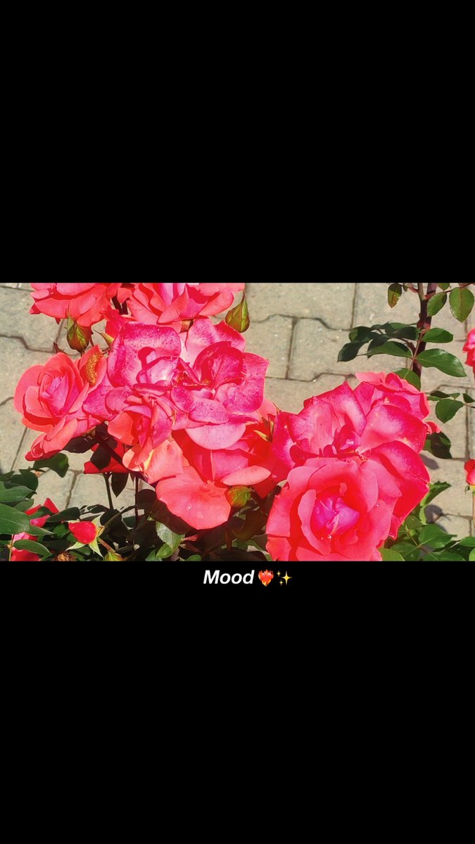 amin_usufzai's tweet image. Flower media 🌹 🌺 
د سکول ګلابونه
#spring #flower #peace