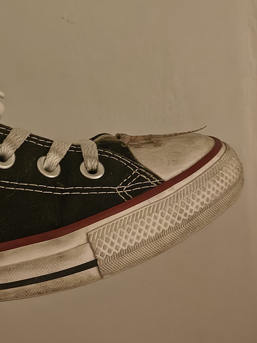 Femboy Fatale tweet media