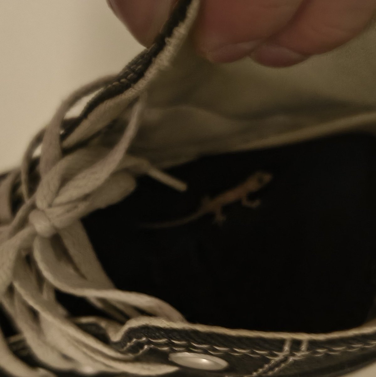 Femboy Fatale tweet media