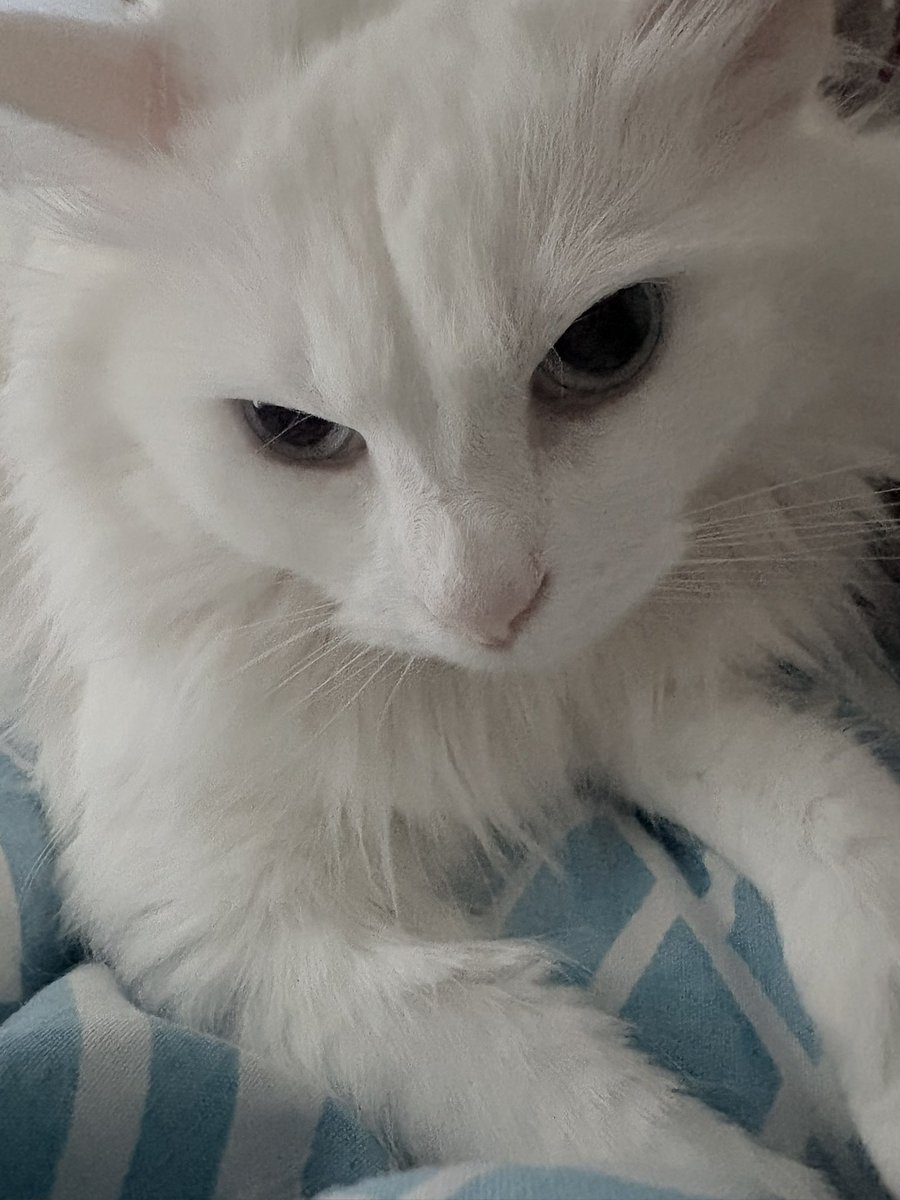 Cat Morningstar tweet media