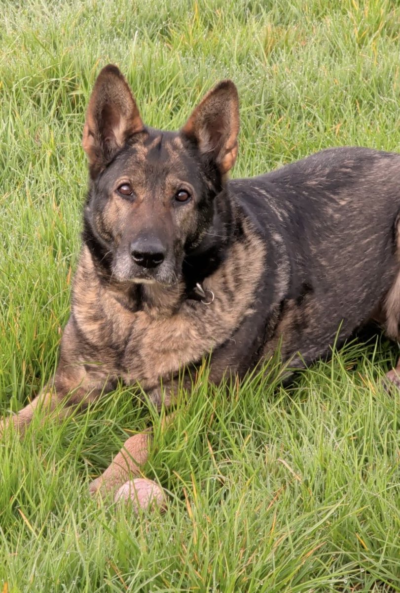 Retired Police Dogs Merseyside tweet media