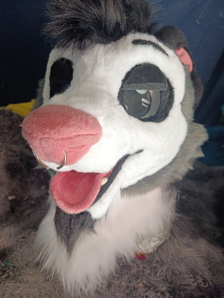 Snuggles_Fur's tweet photo. This beautiful opossum was refurbished 🧵🪡🐀
A before and after https://t.co/7Gn8e9pbM1