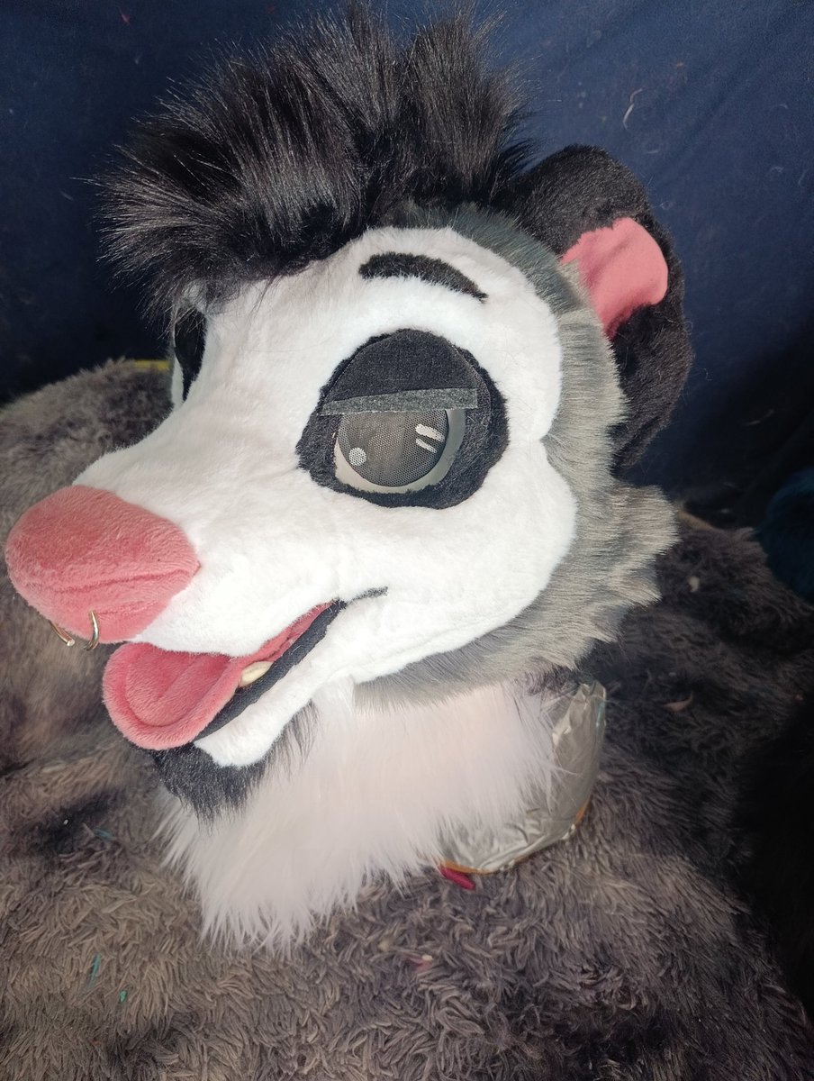 Snuggles_Fur's tweet photo. This beautiful opossum was refurbished 🧵🪡🐀
A before and after https://t.co/7Gn8e9pbM1