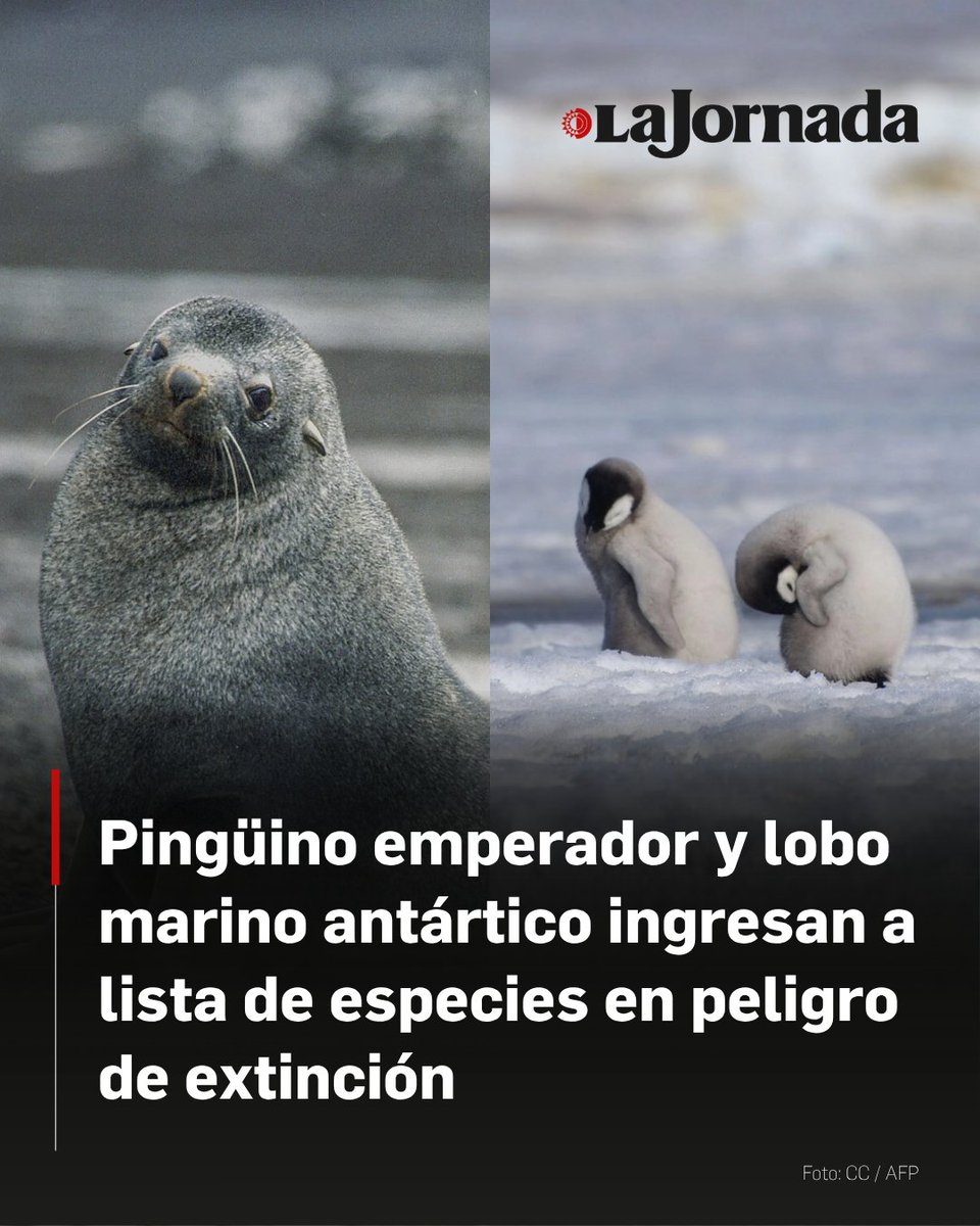 La Unión Internacional para la Conservación de la Naturaleza (UICN) elevó oficialmente el estatus del pingüino emperador y del lobo marino antártico a la categoría de especies "En peligro de extinción" dentro de su Lista Roja.

De acuerdo con el organismo, la crisis climática en