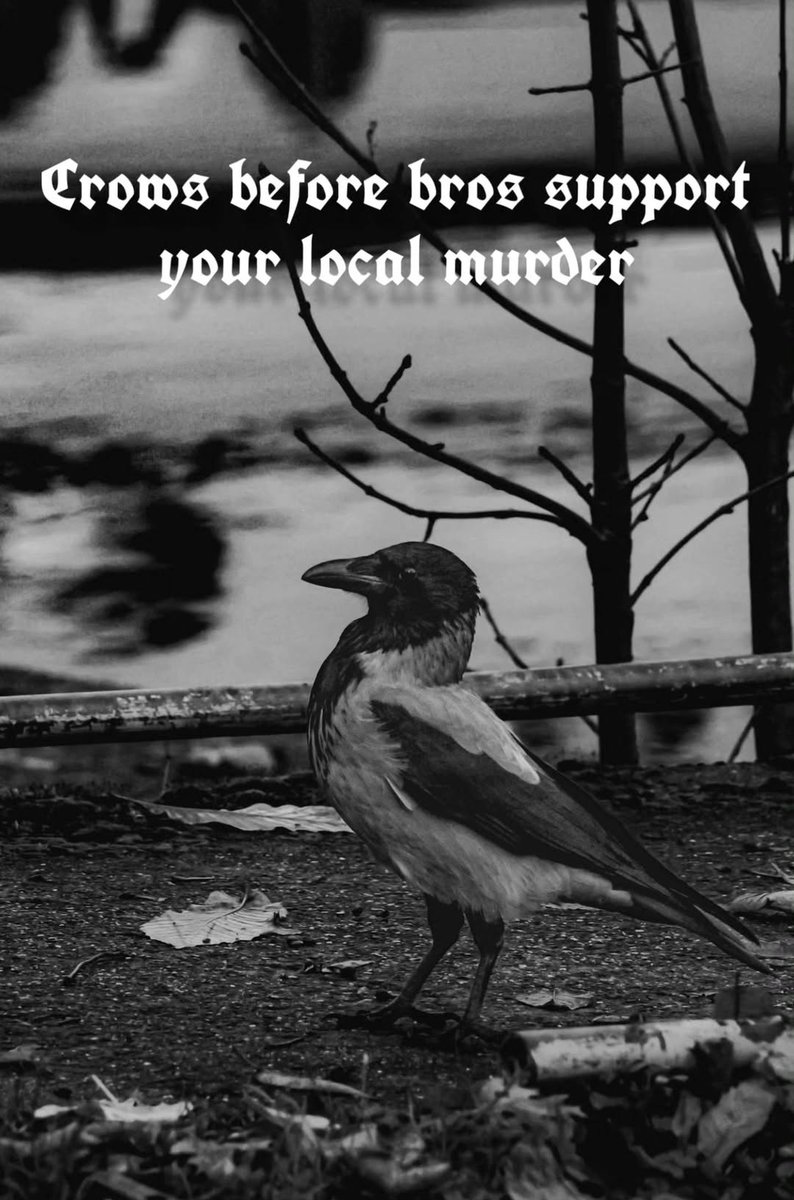 Mᡣ𐭩₊˚.⋆⁺₊ tweet media