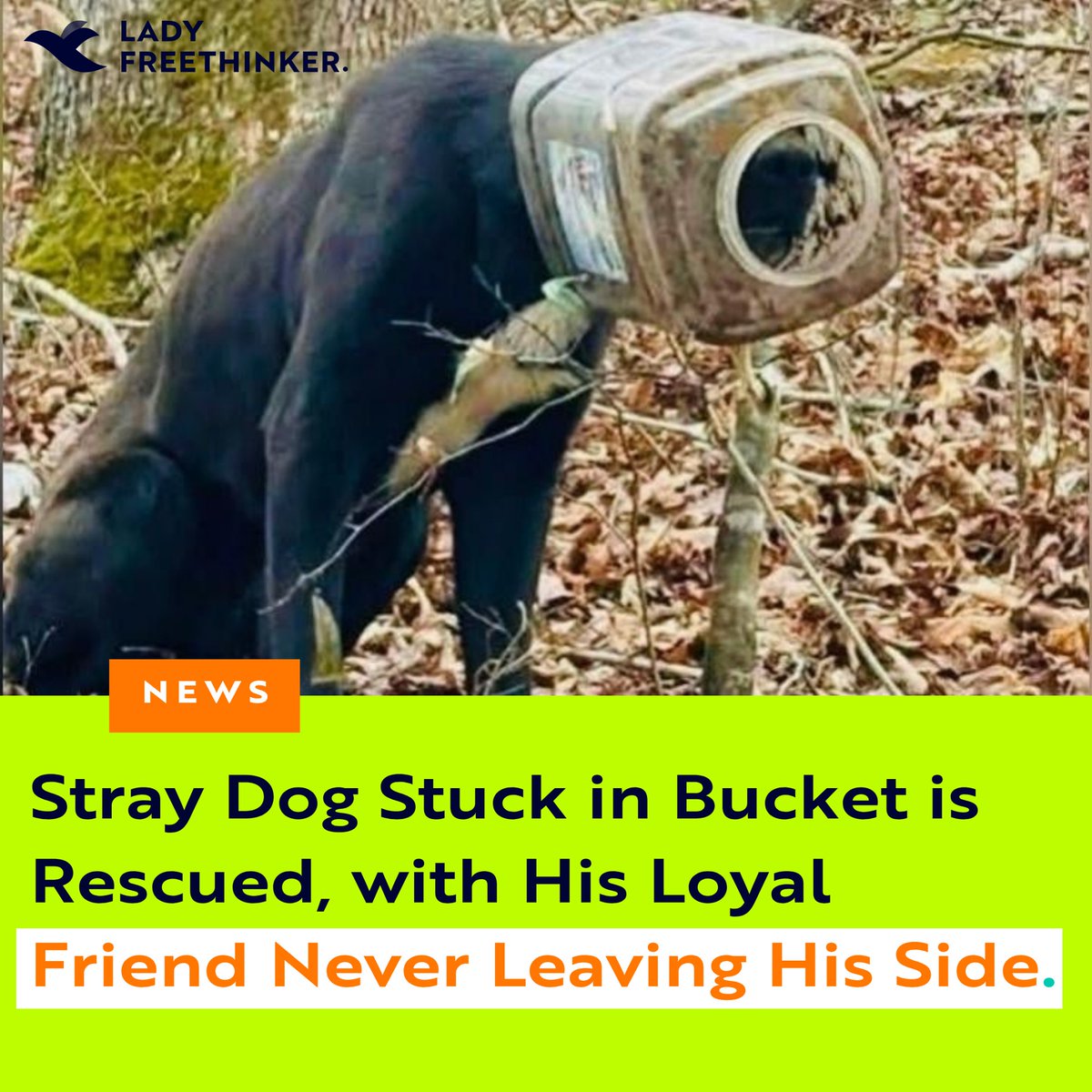 Lady Freethinker tweet media