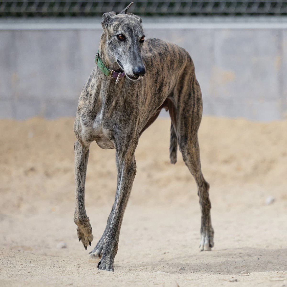 Galgos del Sol tweet media