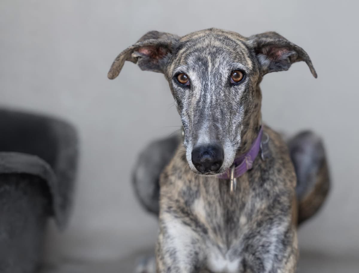 Galgos del Sol tweet media