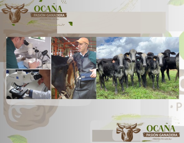 PL OCAÑA-PASION GANADERA tweet media
