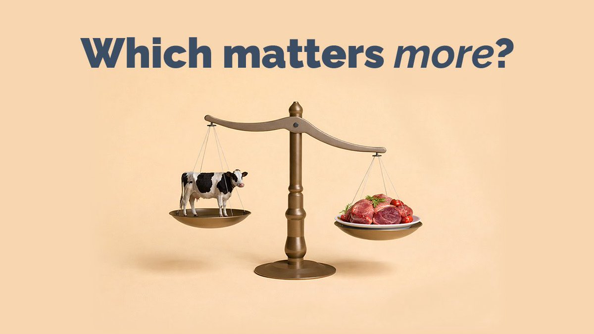 Majesty of Reason tweet media