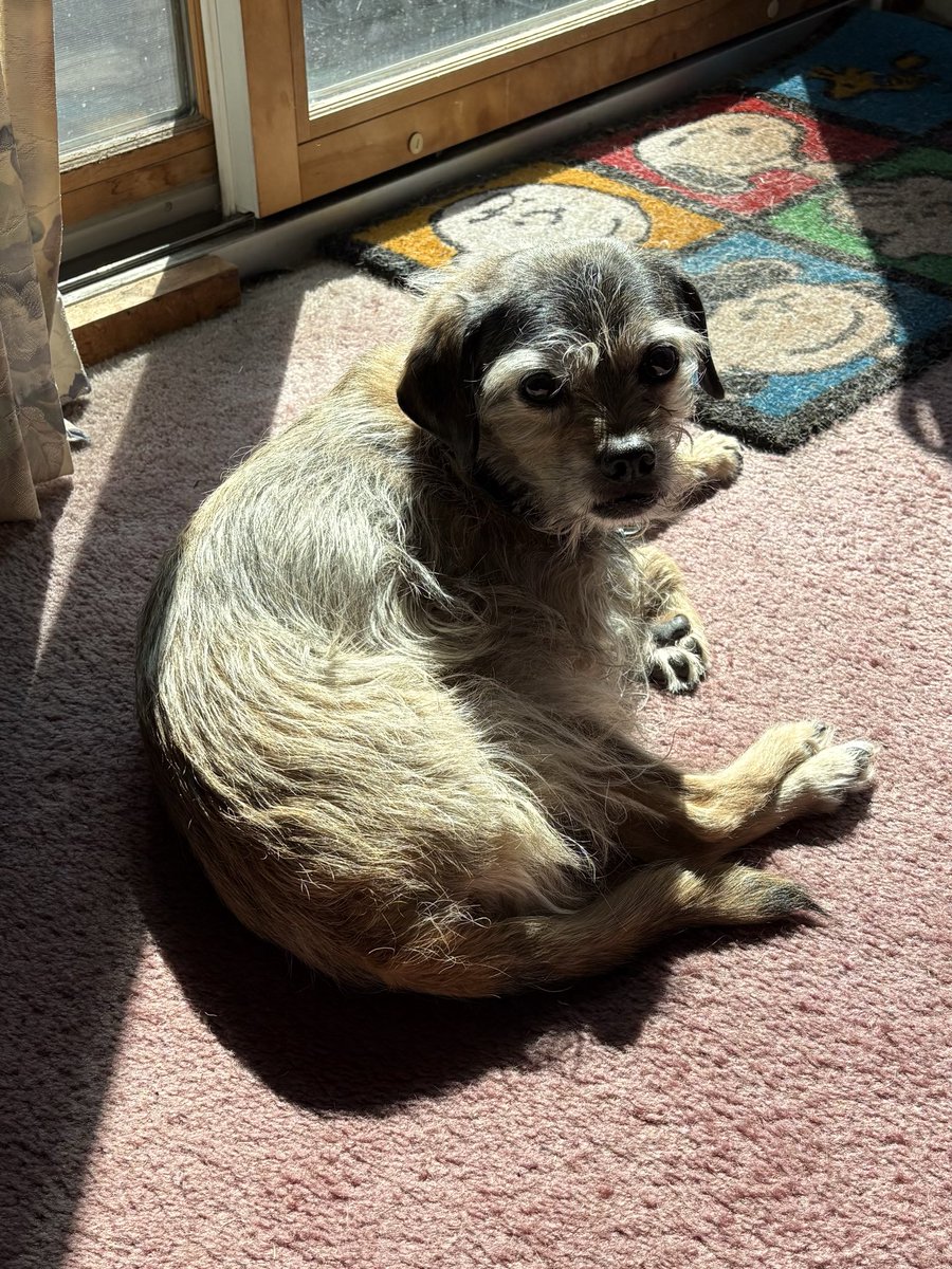 lyndah612's tweet photo. @MrSebBT @Freddie_bt @3phibotticelli @diamondbertie @Phoebe_Foxglove @lyndaward5 @HendrixBT @Europete2 @Baileyspringer1 @HeidiBT3 @BorderJoss @trickytaylors @Croston2Croston @BakodaBt @BeedieCath @MistaHippyDalek @BTMissM @DorisAnnW @fraggleandpip @leotheborder @Brenzuk @ScrappyN @lilliandarchie @JackBTerrier @mabelandstanley @Free2BeeMee @borderpup @BatesHeckie @akaLordBimble @PopnBarnes @ElsaBessBorders @BonnieBT13 @MrFHBear @Tyler5Eddie @BertieButter @VixenVonTiki @DELIA9245833241 @GilbertnJoe @HWicket @FloraGangsta @lynniehamish @ErinScott87 @bt_pepper @CindyBt2022 @RosieTheTerrier @ThomasATerrier @Leonlovescats @Iffer3 @scottie_bairn Hi Boots! Iโs got a #sunpuddle today! #BTPosse โ๏ธ๐๐ถ๐พ https://t.co/LX5Ymw74j4