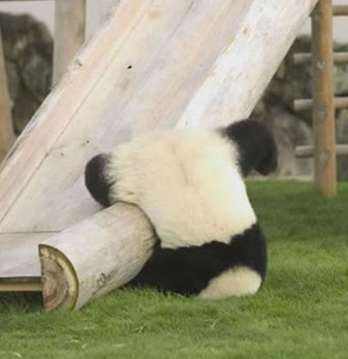 บู้เจ่ง tweet media