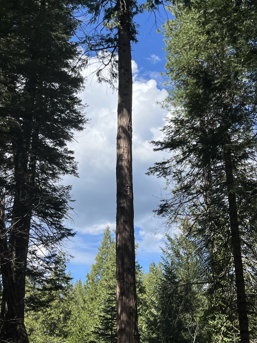caputmundiHeidi's tweet image. Incoming storms today ⛈️💦❄️

Sierra Nevada
#California 💛