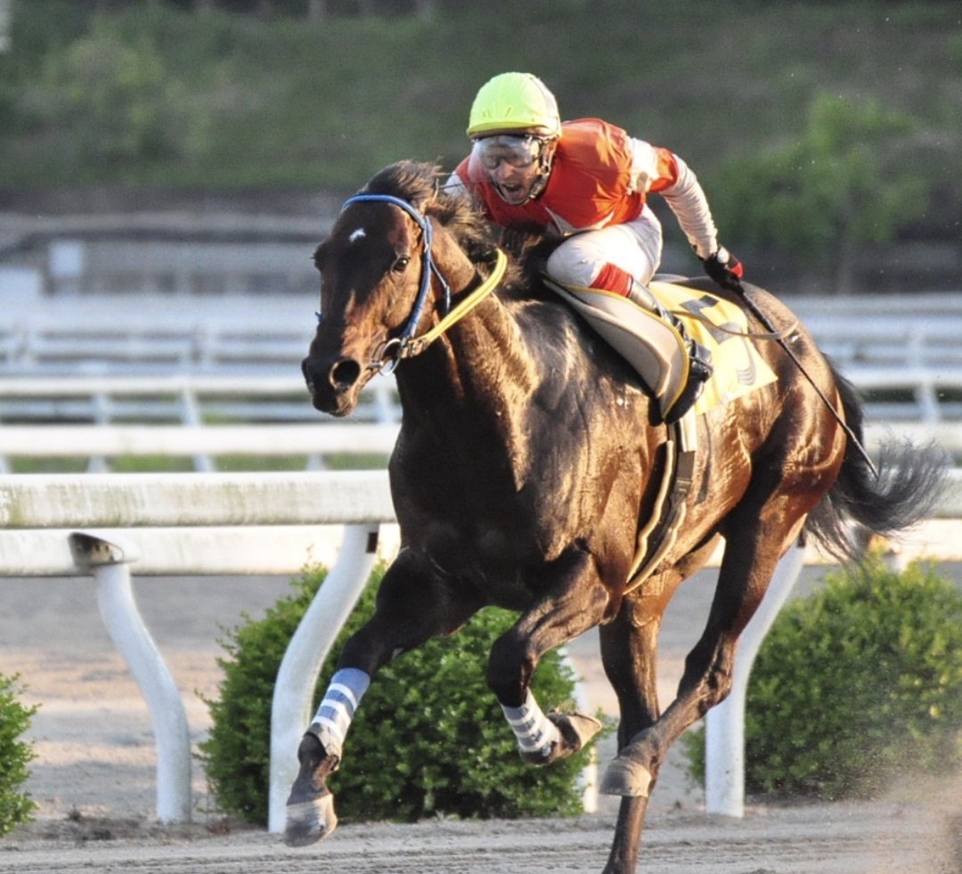 キリン tweet media