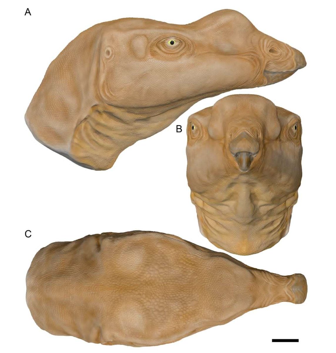 Paleo_Lazo (Lazo)🐊🐊🐊🐊🐊🐊🐊🐊🐊🐊🐊🐊🐊🐊 tweet media