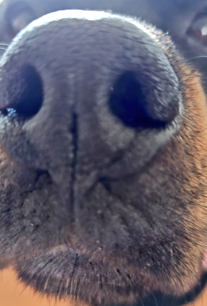 Team Servicerottie🇨🇦🐕🦺🦽 tweet media