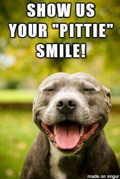 Pit Bulls Against Discrimination tweet media