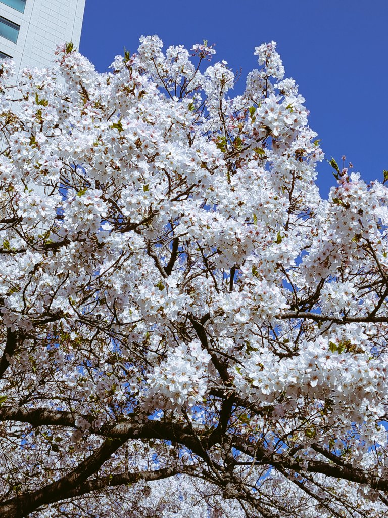 恋愛小説家 tweet media