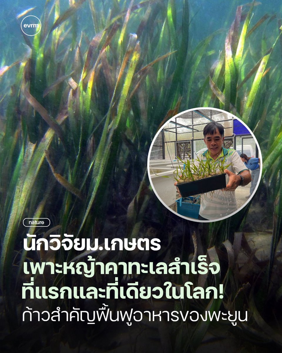 ◉ NATURE: นักวิจัยคณะประมง ม.เกษตรศาสตร์ เพาะเลี้ยงเนื้อเยื่อของหญ้าชะเงาใบยาว หรือหญ้าคาทะเล (Enhalus acoroides) ได้สำเร็จเป็นที่แรกและที่เดียวในโลก! พร้อมพัฒนาวิธีประเมินพื้นที่ในการปลูกหญ้าทะเลฟื้นฟูได้สำเร็จ ก้าวสำคัญของการฟื้นฟูทะเลไทยและรับมือกับภัยคุกคามต่อ ‘หญ้าทะเล’