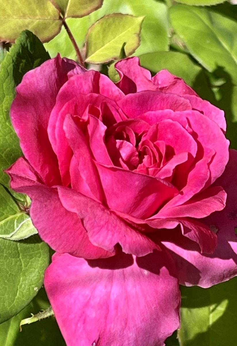 caputmundiHeidi's tweet image. First rose 🌹 of the season has unfolded… Love the perfume 

Sierra Nevada

#California 💛