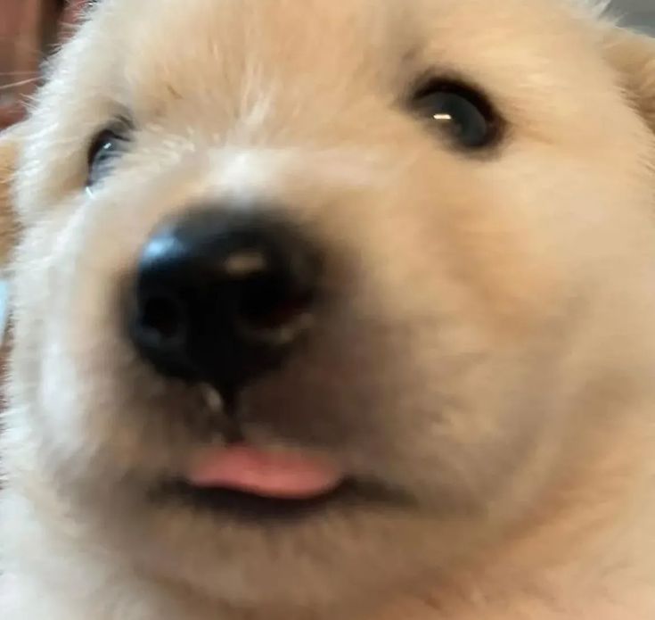 puppies video tweet media