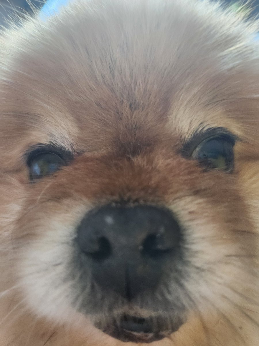 Daft ワラス tweet media