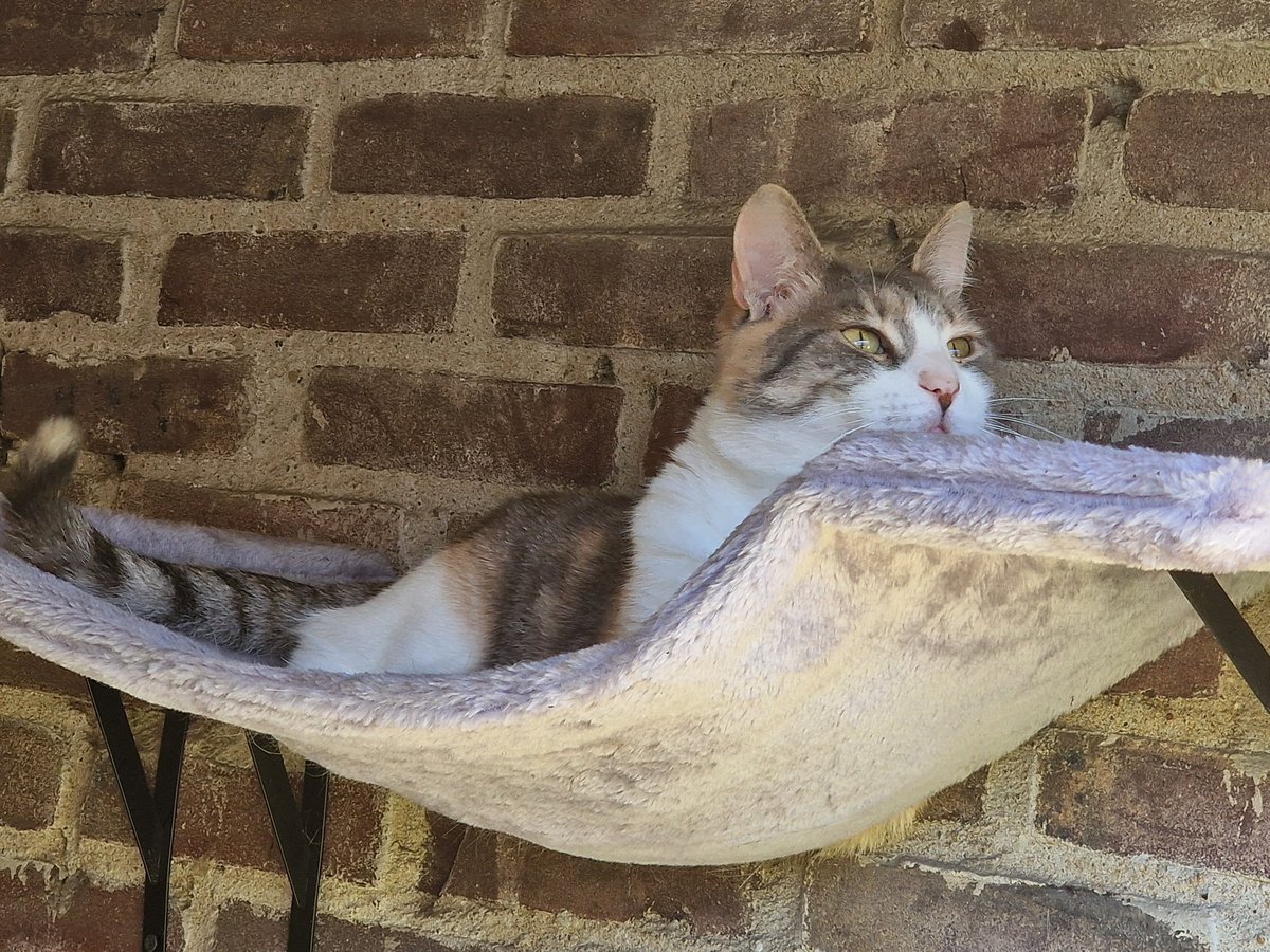 Tom van Dauven tweet media