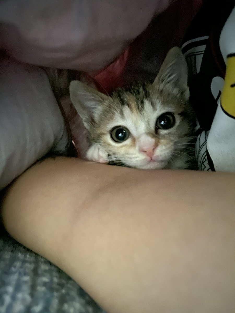 암카운터 김맥골 tweet media