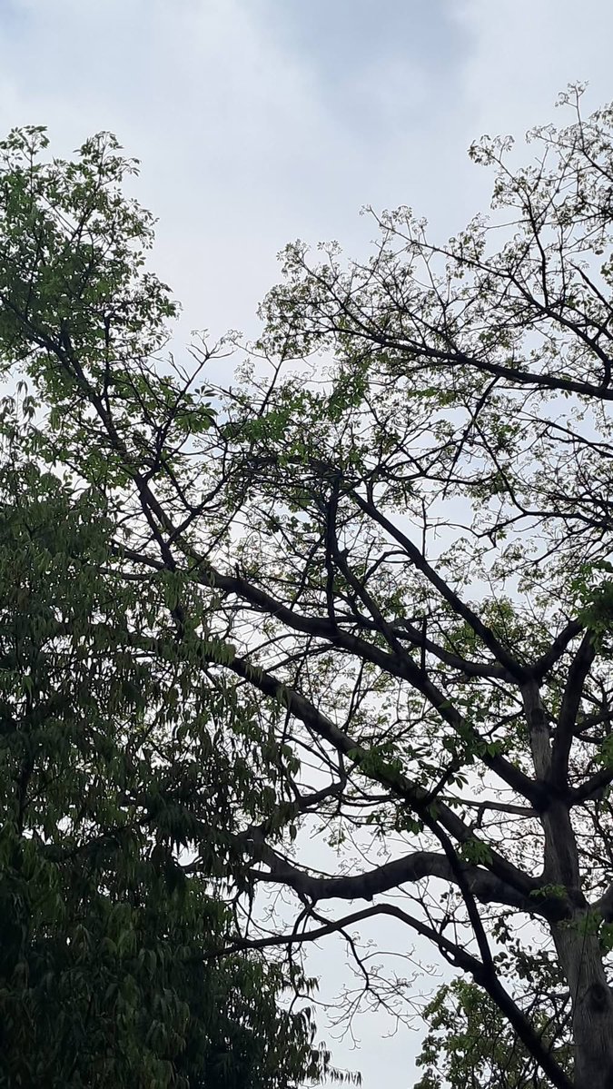 Usha Wildflower 🌱📚 🍀 tweet media