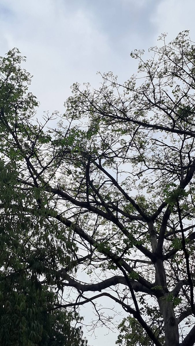 Usha Wildflower 🌱📚 🍀 tweet media