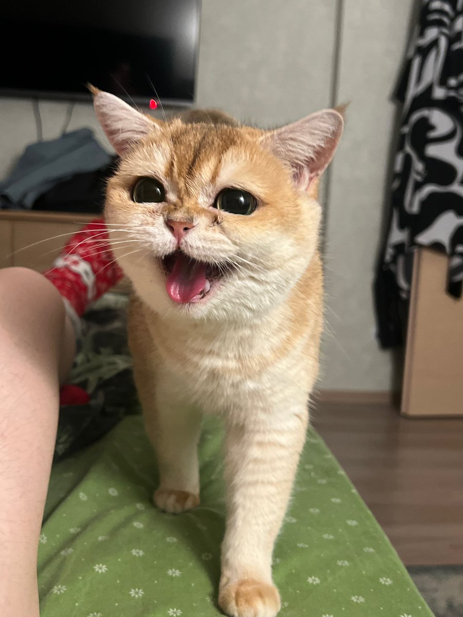 mari___yaaaa's tweet photo. @katzetuoi Шанти) https://t.co/lCzmPHI2j6