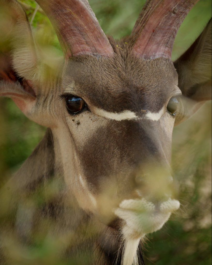 The Greater Kudu… a calm presence with a powerful gaze🦌

With its iconic spiralled horns and graceful form, it embodies the true beauty of the wild🌿

Every glance tells a story straight from nature.

Have you ever been captivated by a wild animal’s gaze?👀