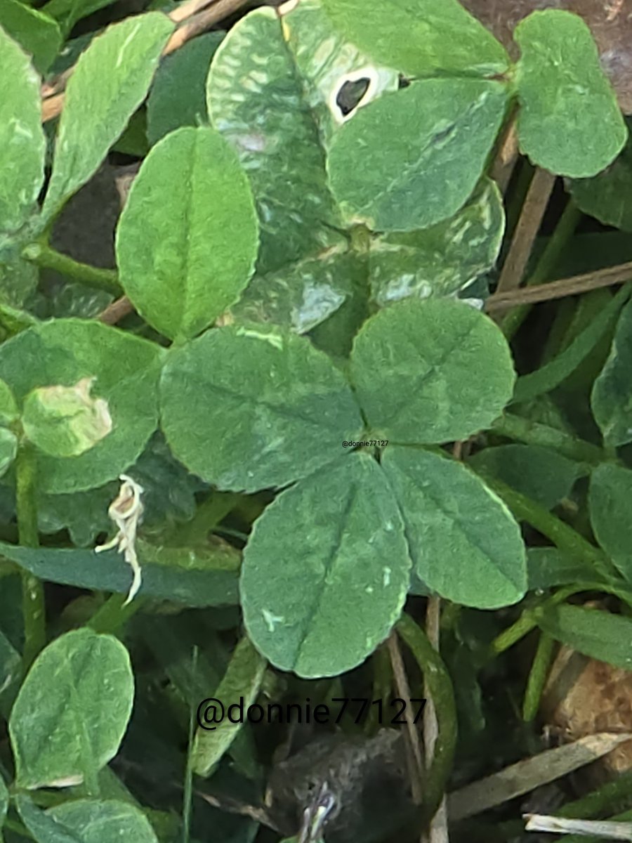 Don 🇺🇲🍀 tweet media