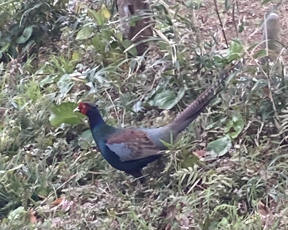 でびるP tweet media