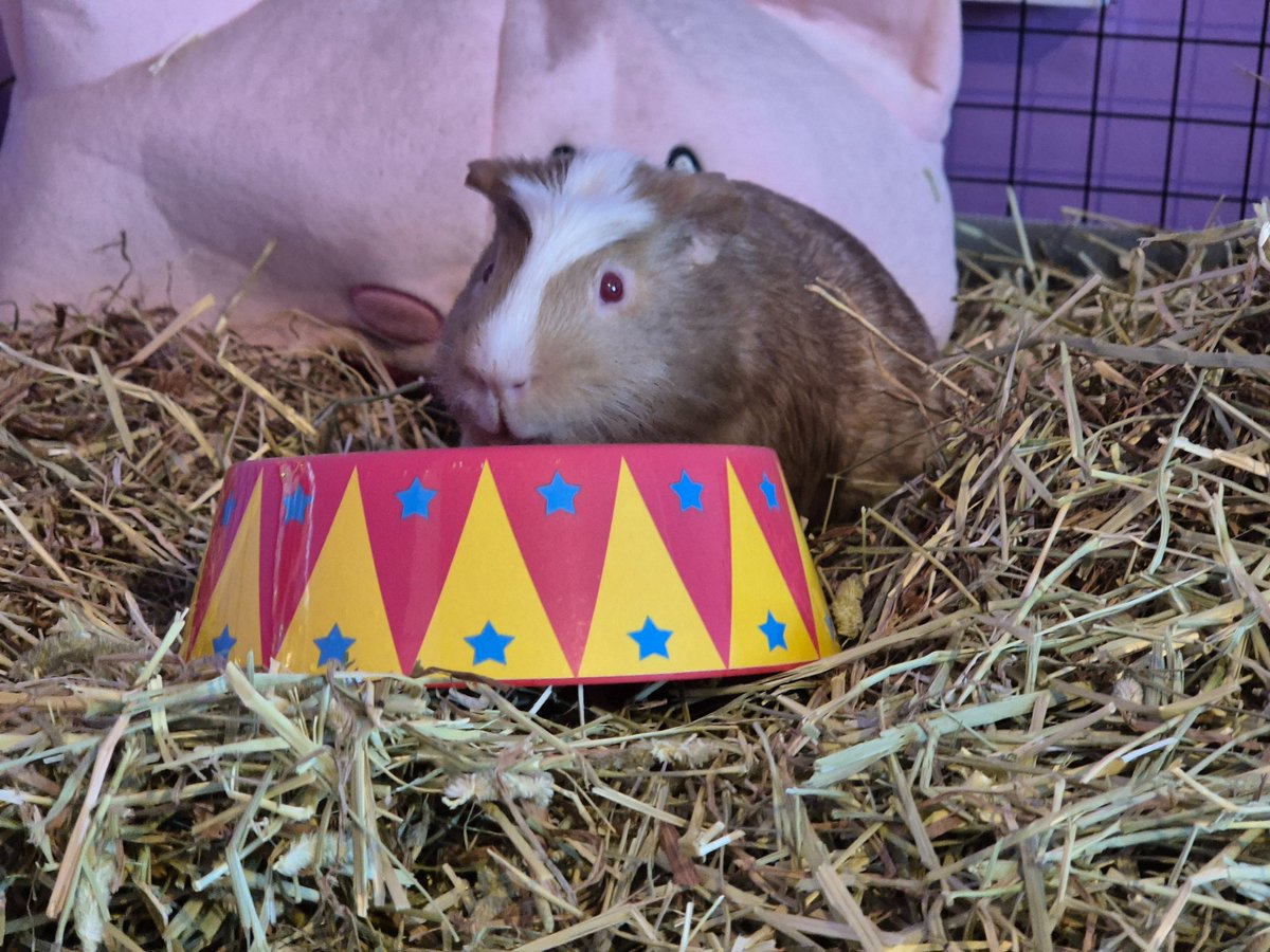 Jen and Sandwich (guinea pig) tweet media