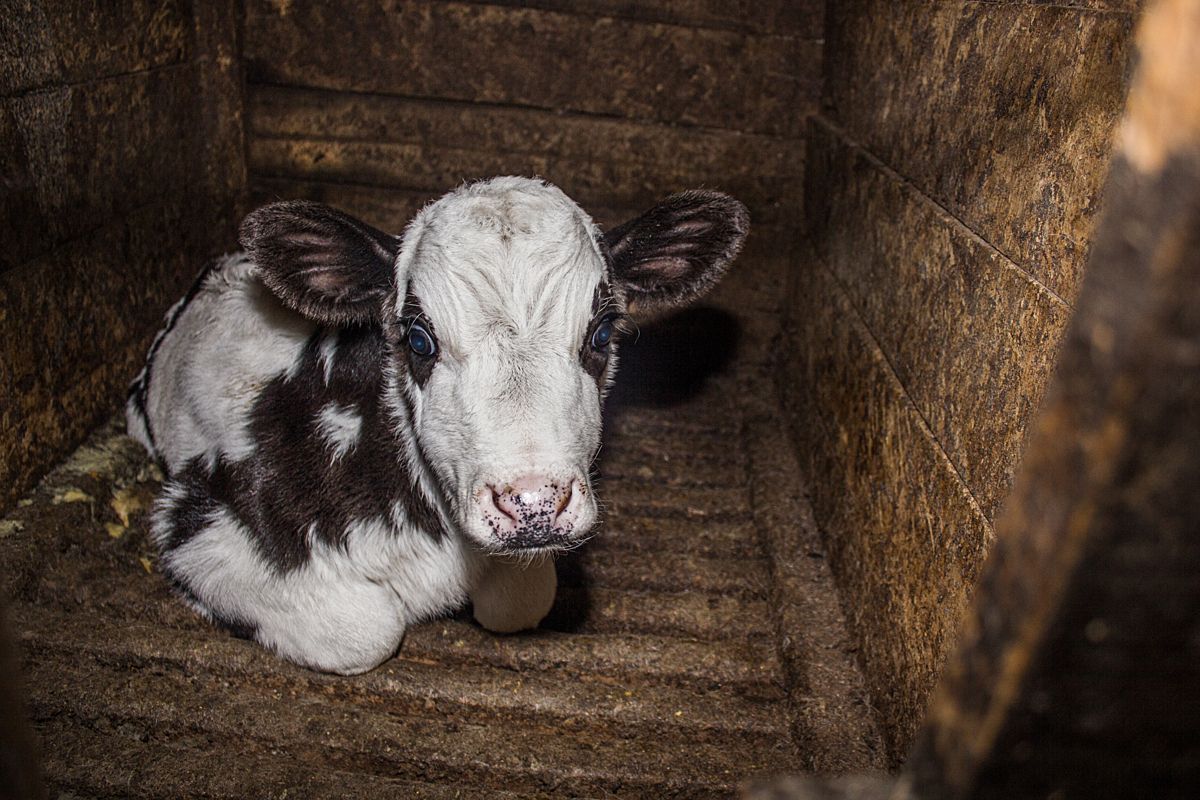 Dairy-Truth tweet media