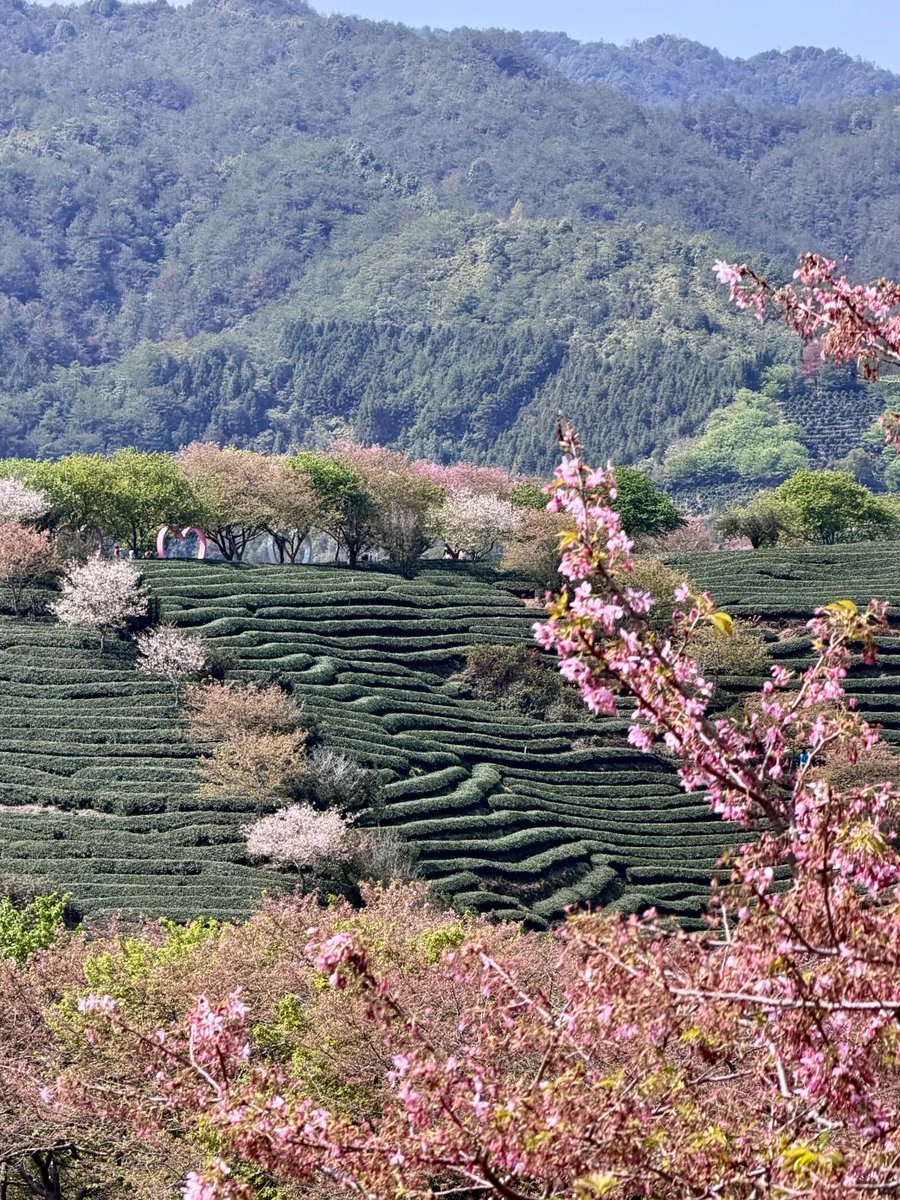 Raymond_clz's tweet photo. 永福桜テラス https://t.co/1Atk9z2mzm