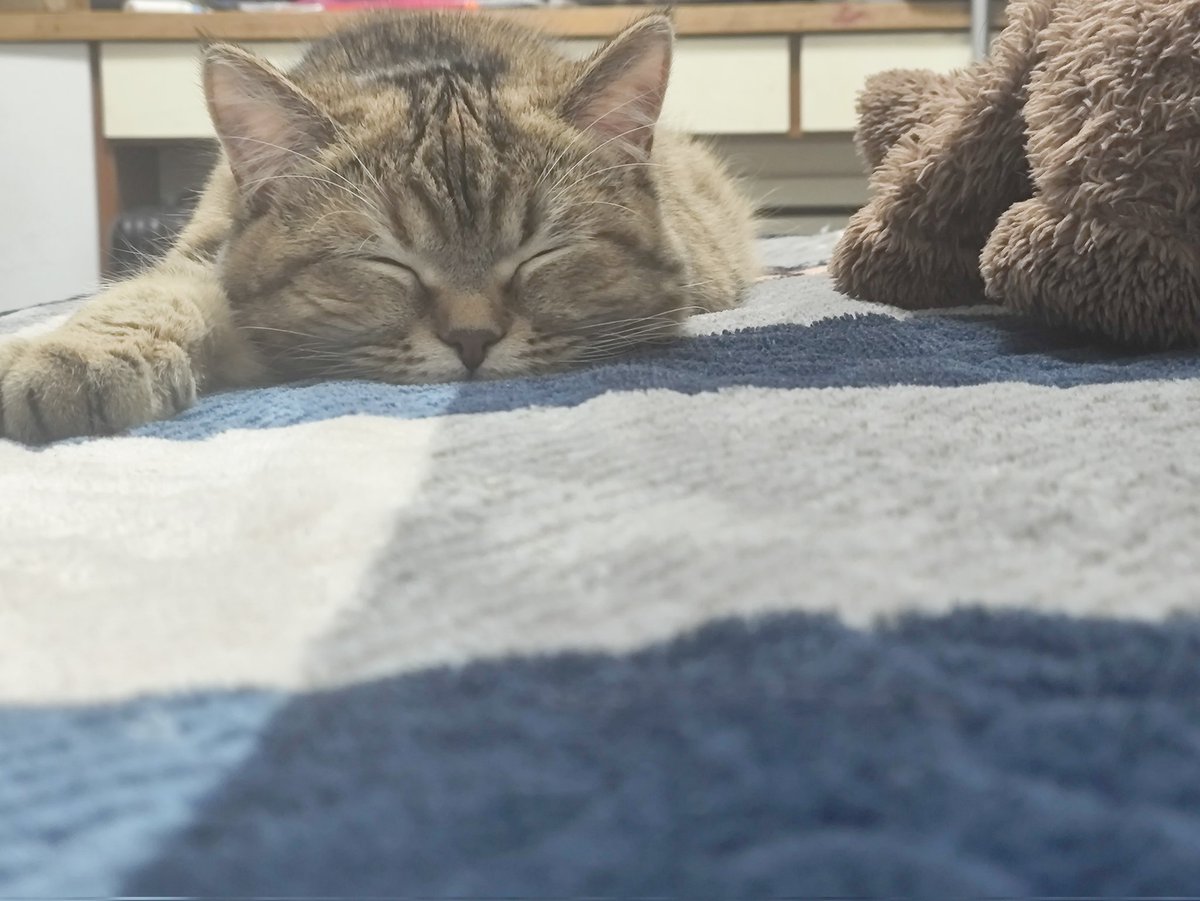 wanjiulaoshi's tweet photo. 总结自家咪的睡姿，还是多睡好啊
#猫猫 #生活记录 #记录 https://t.co/KXVJgeg6JM